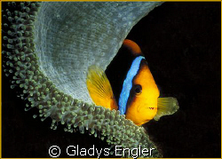 I discovered this colorful and cooperative clownfish whil... by Gladys Engler 